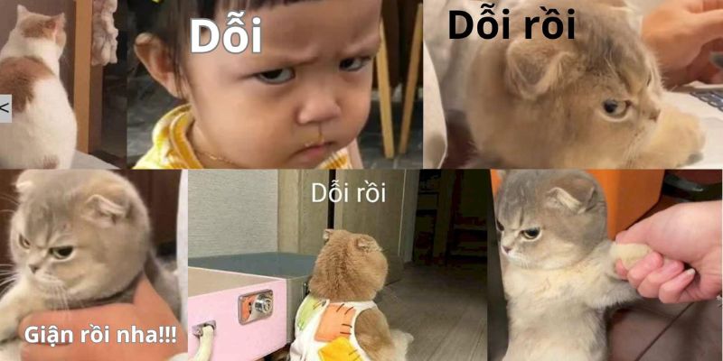 Website sở hữu kho ảnh chế đa dạng